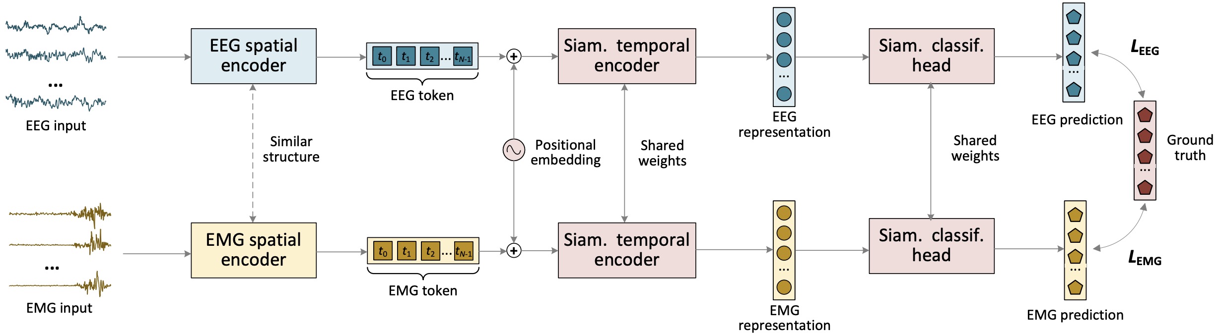 Learning Shared Semantic Information from Multimodal Bio-Signals for Brain-Muscle Modulation Analysis